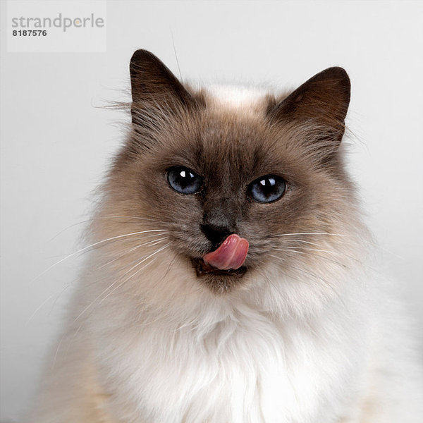 Birman