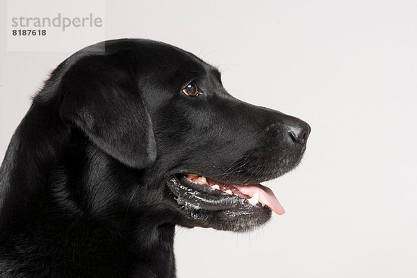 Profil von black Labrador
