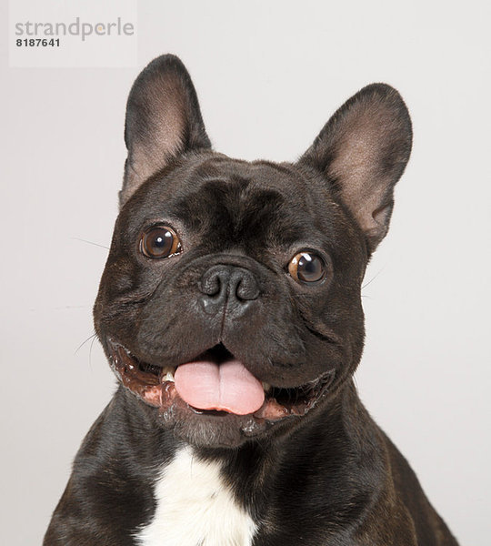 Französische Bulldogge mit offenem Mund