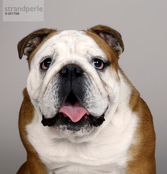 Porträt der britischen Bulldogge