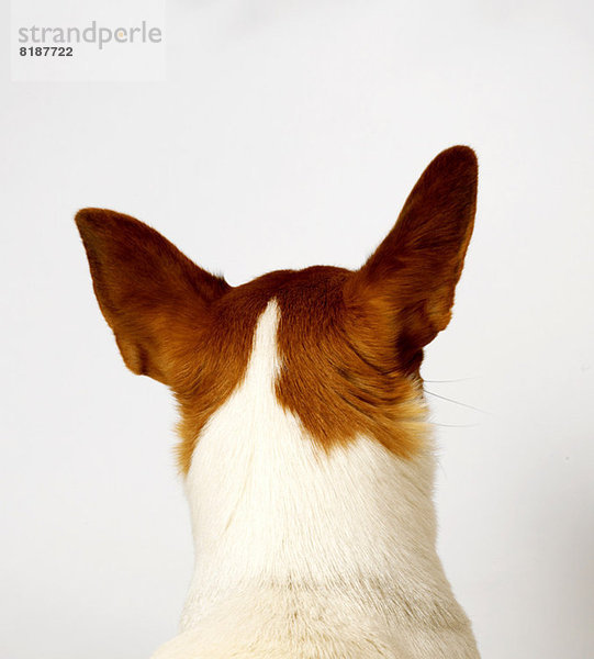 Rückansicht des Hundes mit erhobenen Ohren