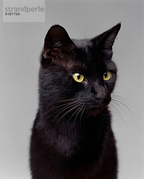 Schwarze Katze schaut weg