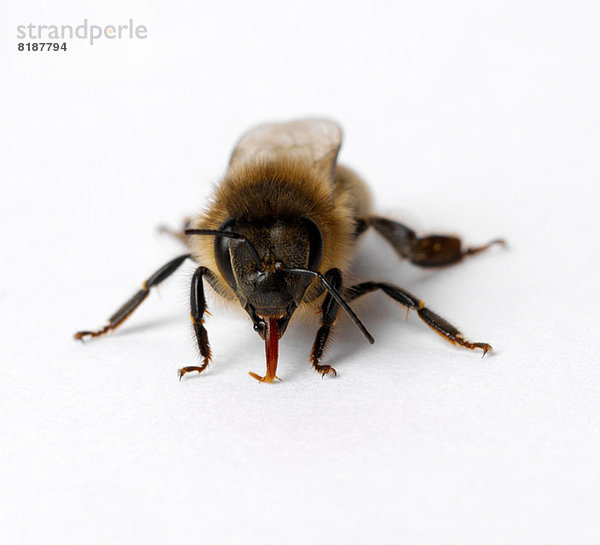 Honigbiene mit Zunge raus