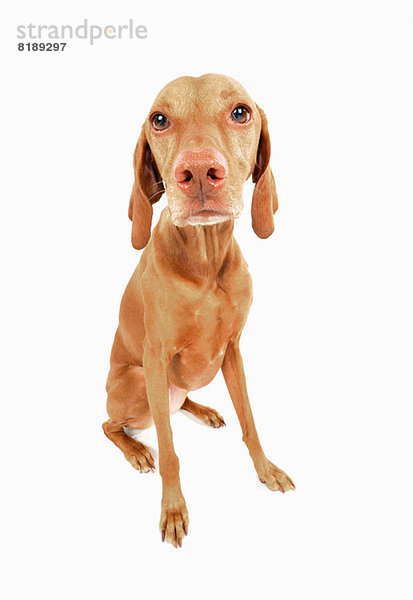 Studio-Porträt des traurig aussehenden Vizsla-Hundes