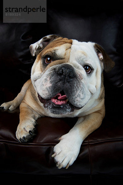 Porträt der auf dem Sofa liegenden Bulldogge
