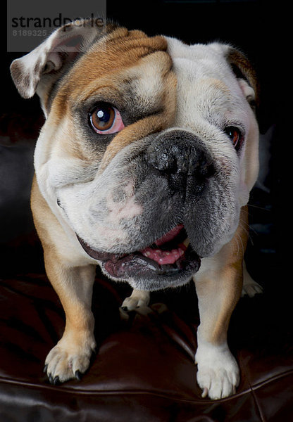 Porträt einer auf dem Sofa stehenden Bulldogge
