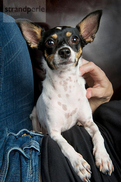 Studio-Porträt eines Spielzeug-Terriers mit Besitzerin