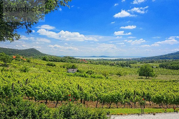 Pannoramablickt über das Weinbaugebiet Badacsony  Plattensee  Ungarn