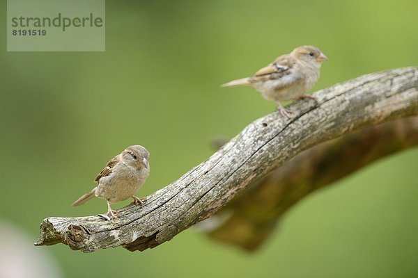 Zwei Feldsperlinge  Passer montanus  Bayern  Deutschland  Europa