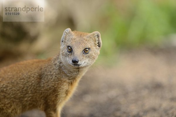 Fuchsmanguste  Cynictis penicillata  Bayern  Deutschland  Europa