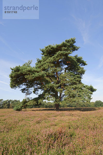 Waldkiefer  Gemeine Kiefer  Rotföhre oder Weißkiefer (Pinus sylvestris) in blühender Heidelandschaft