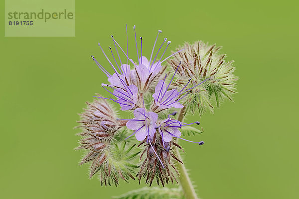 Rainfarn-Büschelschön  Bienenfreund  Rainfarn-Phazelie  Phazelie oder Bienenweide (Phacelia tanacetifolia)  Blüten