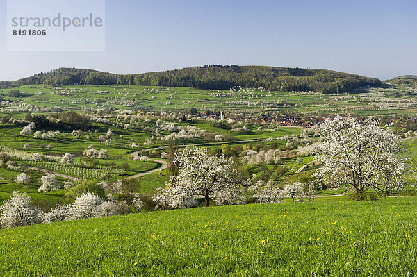 Blühende Kirschbäume im Eggenertal  Markgräflerland