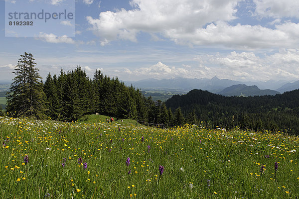Blumenwiese mit Knabenkraut an der Kappeler Alp unter dem Edelsberg Alpspitze