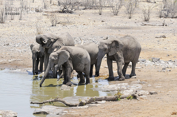 Afrikanische Elefanten (Loxodonta africana) trinken am Moringa-Wasserloch