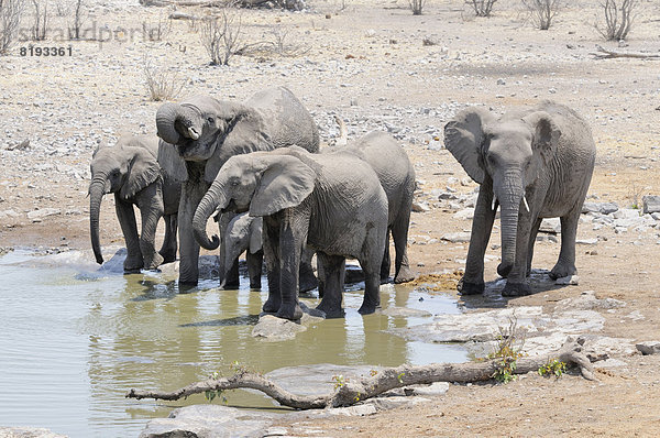Afrikanische Elefanten (Loxodonta africana) trinken am Moringa-Wasserloch