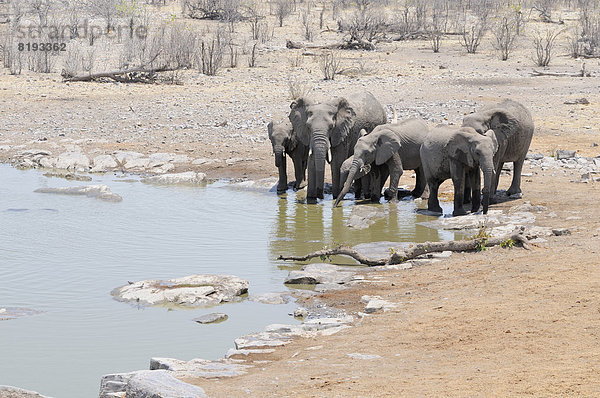 Afrikanische Elefanten (Loxodonta africana) trinken am Moringa-Wasserloch