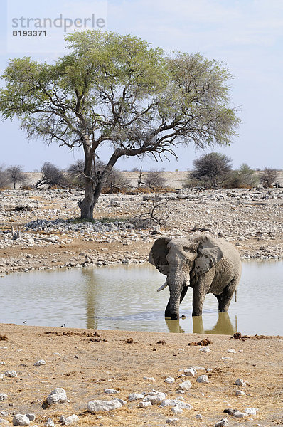 Afrikanischer Elefant (Loxodonta africana) am Wasserloch