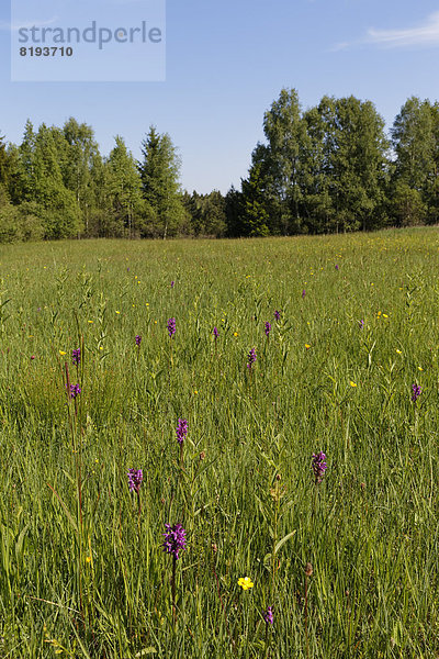 Feuchtwiese mit Knabenkräutern  Naturschutzgebiet Magnetsrieder Hardt bei Weilheim