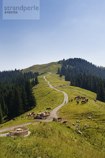 Hörnlealm  Hinteres Hörnle