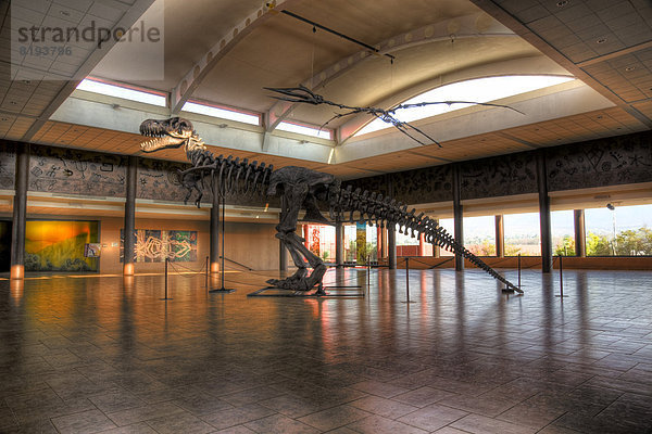 Dinosaurierskelett im Museo del Desierto