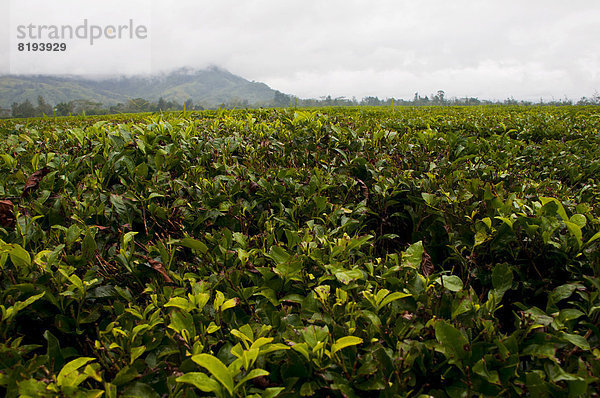 Kaffeeplantage (Coffea arabica)