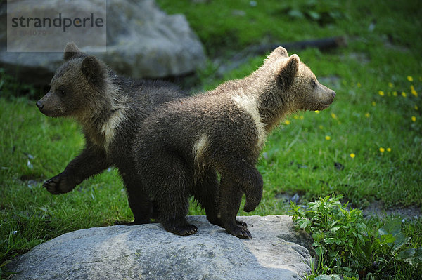 Zwei Braunbären (Ursus arctos)  Bärenjunge  4 Monate  kreuzen sich auf ihrer Erkundungstour durch das Gehege  Tierpark Langenberg