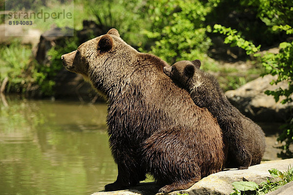 Braunbären (Ursus arctos)  Bärenjunges  4 Monate  versucht auf den Rücken seiner Mutter zu klettern