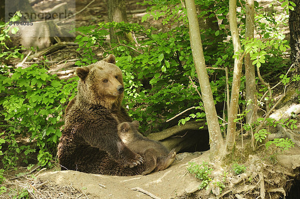 Braunbärin (Ursus arctos) sitzt vor einer Höhle im Wald und säugt ihr vier Monate altes Bärenjunges  Tierpark Langenberg