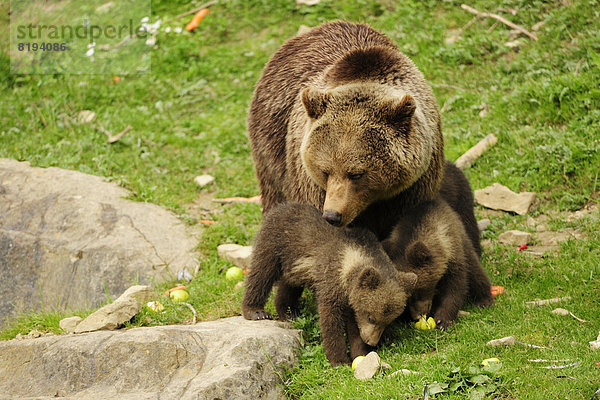 Eine Braunbärin (Ursus arctos) betrachtet ihre beiden Bärenjungen  4 Monate  beim Fressen  Tierpark Langenberg