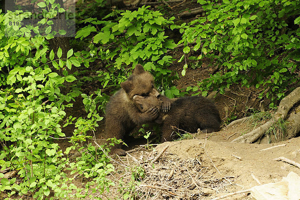 Braunbären (Ursus arctos)  zwei Bärenjunge  4 Monate  spielen miteinander  Tierpark Langenberg