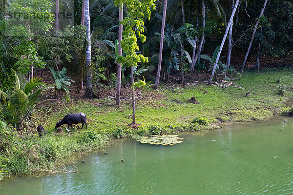 Wasserbüffel  Bohol  Philippinen  Asien