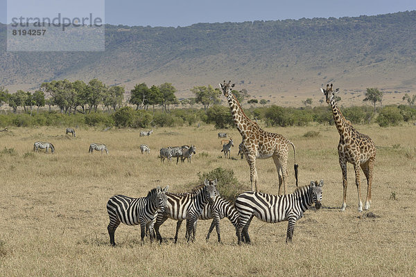 Massai-Giraffen (Giraffa camelopardalis tippelskirchi) und Steppenzebras (Equus quagga)