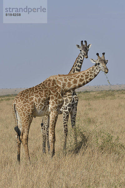 Massai-Giraffen (Giraffa camelopardalis tippelskirchi) beim Fressen