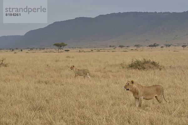 Löwen (Panthera leo)  Weibchen auf der Jagd