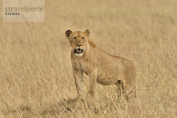 Löwin (Panthera Leo)