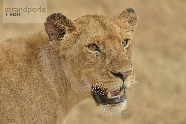 Löwin (Panthera leo)  Porträt