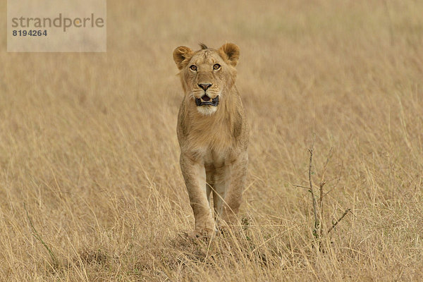 Löwin (Panthera leo)