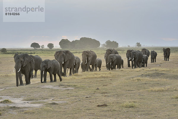 Afrikanische Elefanten (Loxodonta africana)  Herde
