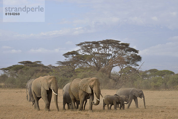 Afrikanische Elefanten (Loxodonta africana)  Herde