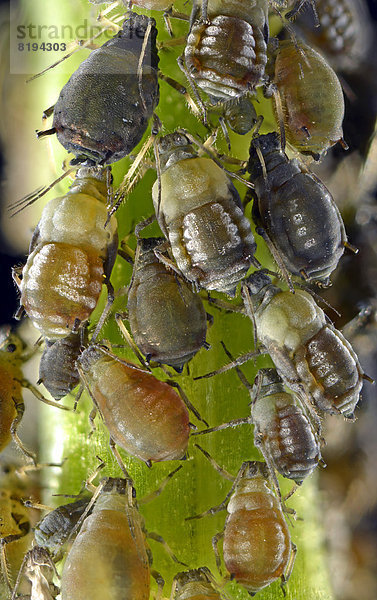 Röhrenblattläuse (Aphidoidea)  Kolonie  Schädling  Makroaufnahme