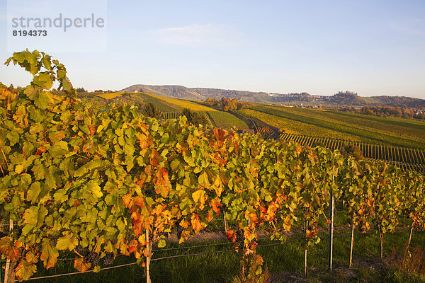 Weinberge im Herbst  Ausblick zum Rotenberg