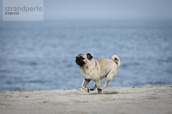 Mops rennt am Strand  Sylt  Schleswig-Holstein  Deutschland  Europa