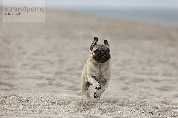 Mops rennt am Strand  Sylt  Schleswig-Holstein  Deutschland  Europa