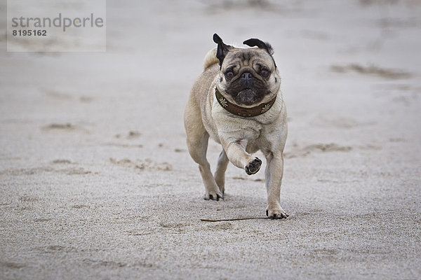 Mops rennt am Strand  Sylt  Schleswig-Holstein  Deutschland  Europa