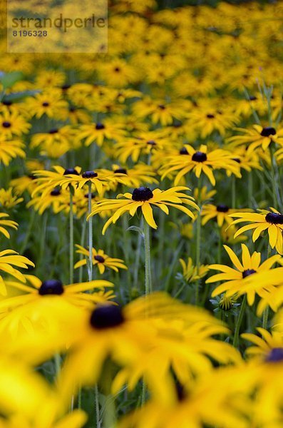 Blumenwiese  Freundschaftsinsel  Potsdam  Brandenburg  Deutschland  Europa