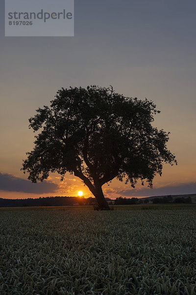 Deutschland  Baden Württemberg  Blick auf alten Baum bei Sonnenuntergang