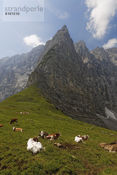 Österreich  Tirol  Karwendelgebirge  Kühe auf der Weide