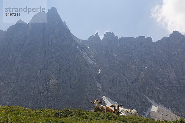 Österreich  Tirol  Karwendelgebirge  Zwei Kühe auf der Weide  Lalidererspitze im Hintergrund