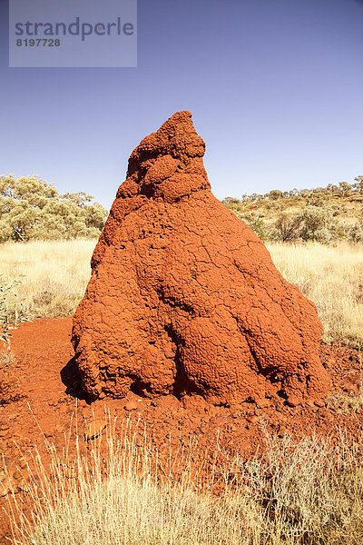 Australia  View of termite mound at Karijini national park